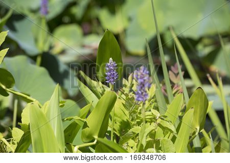 Pickerel Weed (pontederia Cordata)