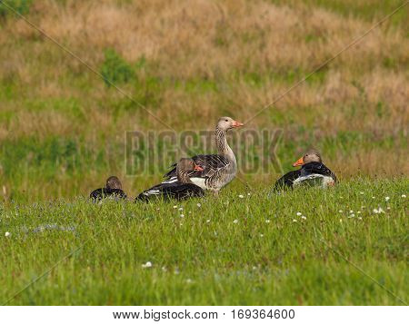 Four geese on a green meadow (Anser anser)
