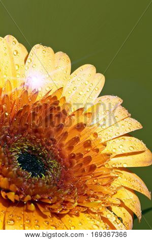 Transvaal daisy flower in rain drops .