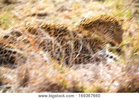 In South Africa Kruger Natural Park Wild Leopard
