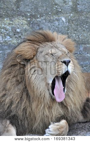 The face portrait of a yawning lion. The most dangerous and mighty predator of the world.