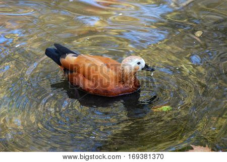 The ruddy shelduck (Tadorna ferruginea, Brahminy duck) - an orange-brown duck floating on a lake.