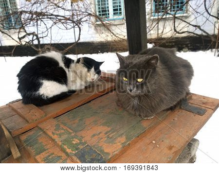 Two warring wary cat at the time of the pre-fight between them