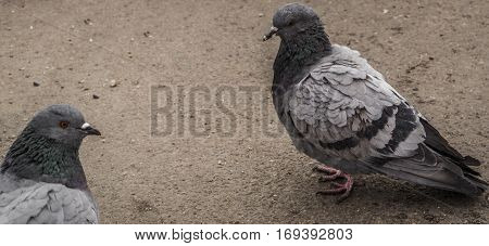 Pigeons, dove, two pigeons, gray pigeon closeup, city birds. Dove -  a bird of peace