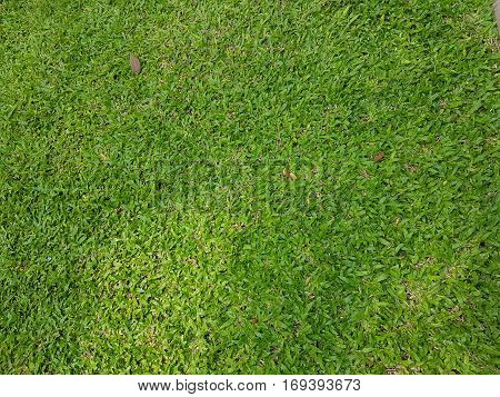 Fresh green grass field texture used as natural background