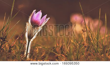 Spring flowers. Beautifully blossoming pasque flower and sun with a natural colored background. (Pulsatilla grandis)