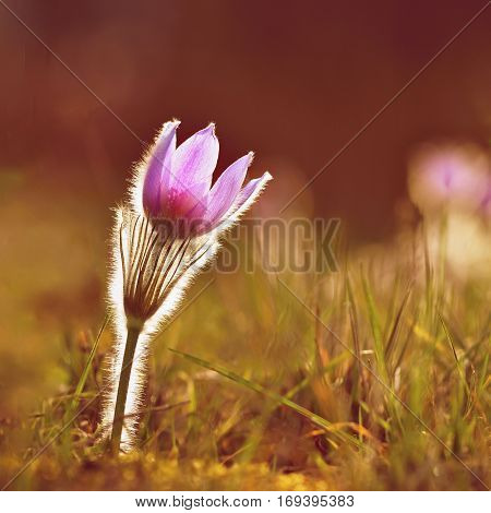 Spring Flowers. Beautifully Blossoming Pasque Flower And Sun With A Natural Colored Background. (pul
