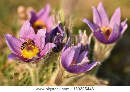 Spring flowers. Beautifully blossoming pasque flower and sun with a natural colored background. (Pulsatilla grandis)