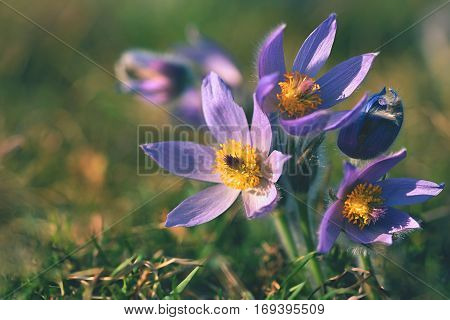 Spring flowers. Beautifully blossoming pasque flower and sun with a natural colored background. (Pulsatilla grandis)