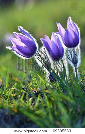 Spring flowers. Beautifully blossoming pasque flower and sun with a natural colored background. (Pulsatilla grandis)