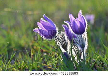 Spring Flowers. Beautifully Blossoming Pasque Flower And Sun With A Natural Colored Background. (pul