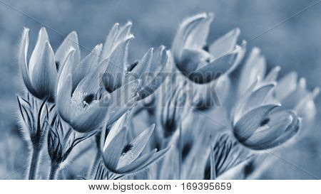 Spring Flowers. Beautifully Blossoming Pasque Flower And Sun With A Natural Colored Background. (pul