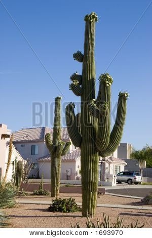 Arizona Vorgarten