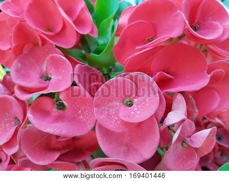 Red Crown of thorns flowers used for natural background