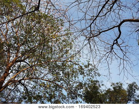 Trees, clouds and sky used as background