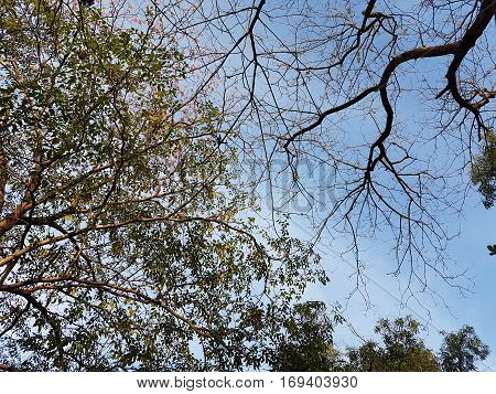 Trees, clouds and sky used as background