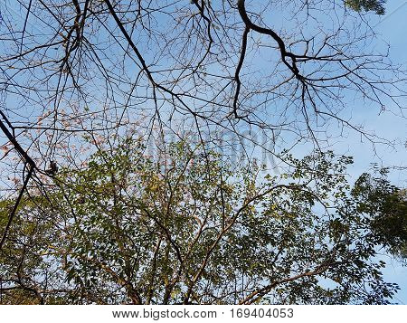 Trees, clouds and sky used as background
