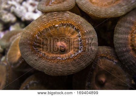 Torch coral - Caulastrea (Candycane coral, Trumpet coral)