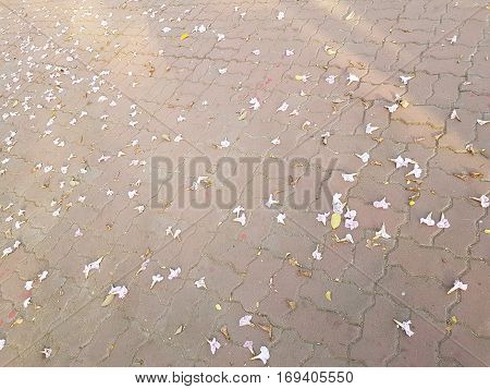 Pink flowers on concrete brick floor as background