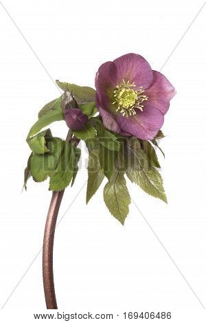 Helleborus niger flower isolated on white background
