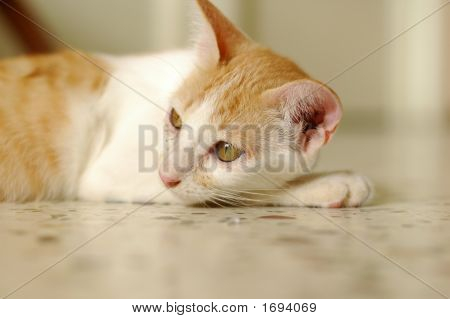 Lindo gatito