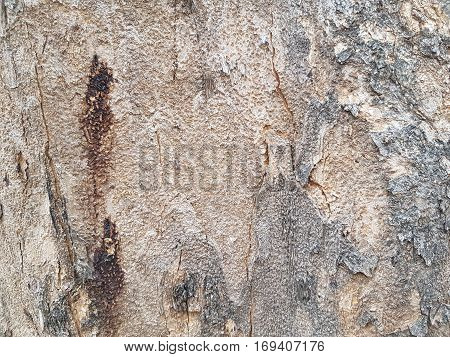 Texture of bark of tree use as natural background
