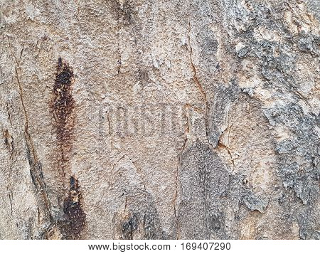 Texture of bark of tree use as natural background