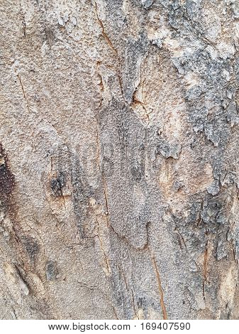 Texture of bark of tree use as natural background