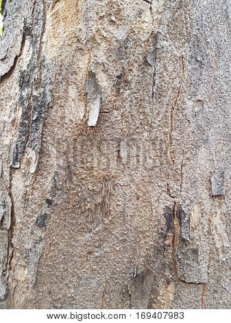 Texture of bark of tree use as natural background