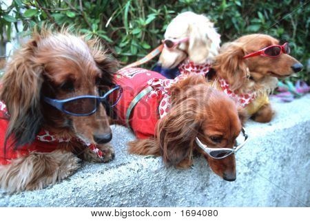 Hunde mit Sonnenbrille