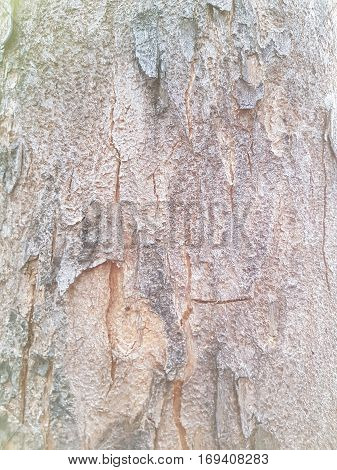 Texture of bark of tree use as natural background