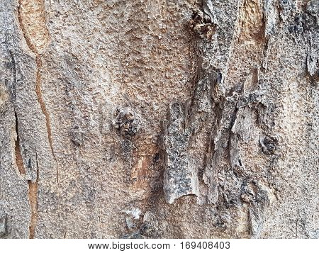 Texture of bark of tree use as natural background