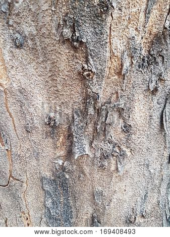 Texture of bark of tree use as natural background