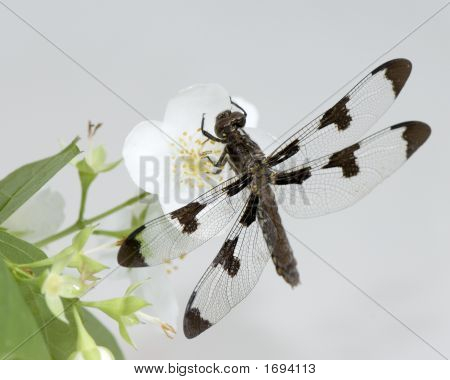 Dragonfly3