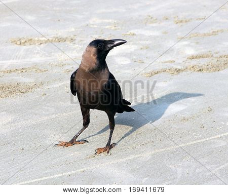 Indian House Crow (Corvus splendens) on the beach of Goa