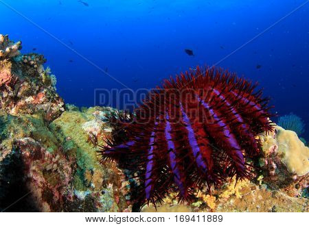 Crown of Thorns Starfish