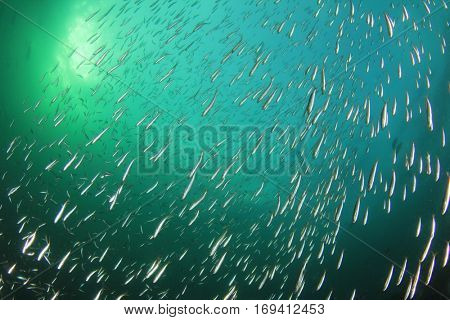 Sardines fish