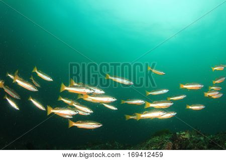 Twin-spot Snapper fish
