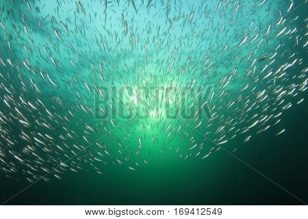 Sardines fish