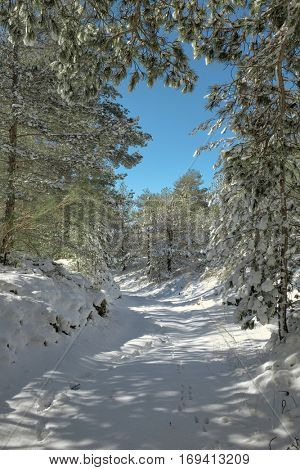 snowy path through winter pine woods in the Etna Park, Sicily