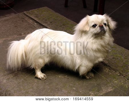 portrait of a snow white Pekingese on the street