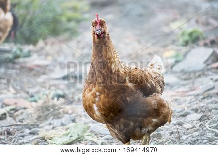 Brown hen looking forward, living wild in its natural environment