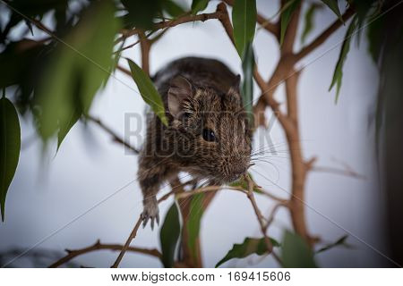 rodent on branch, background of wild nature