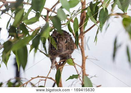 rodent on branch, background of wild nature