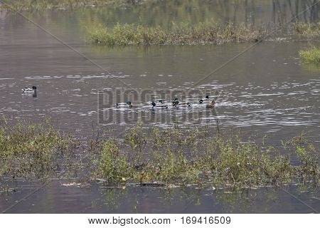 Nile geese in the Danube with shadowplay colorful water