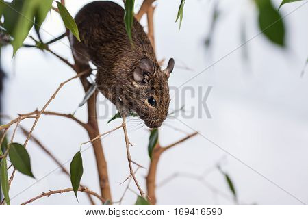 rodent on branch, background of wild nature