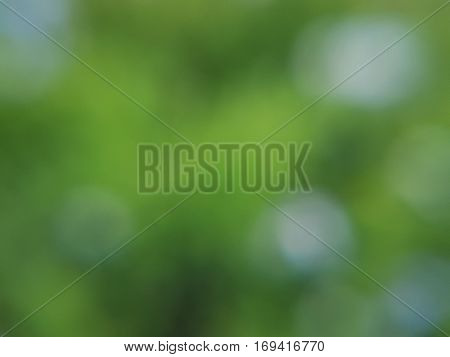 Blur purple  flowers and green leaves in the garden used as natural background