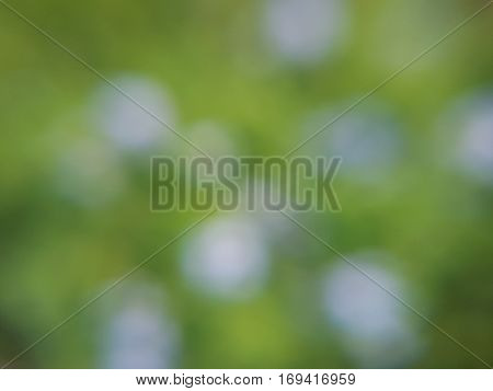 Blur purple  flowers and green leaves in the garden used as natural background