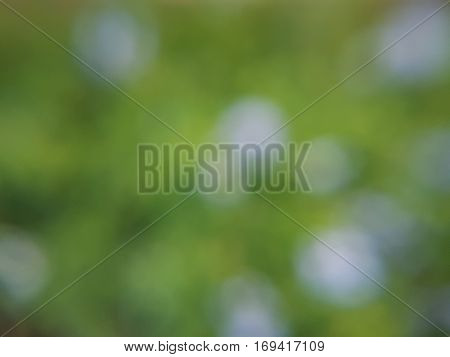 Blur purple  flowers and green leaves in the garden used as natural background