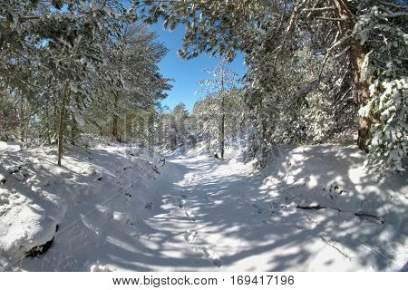 snowy path through winter pine woods in the Etna Park, Sicily